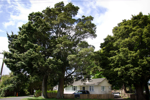 Totara at 18 Smiths Ave, Papakura, have been scheduled. Photo / Brad Roberts