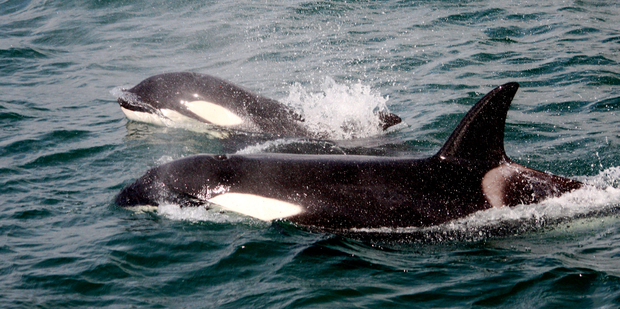 Orca spotted on a Whale and Dolphin safari. Photo / Supplied