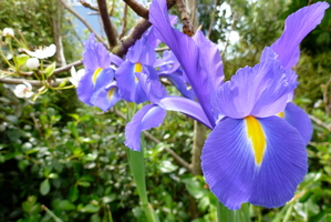 The Dutch iris adds spring colour to a deciduous food forest. Photo / Meg Liptrot