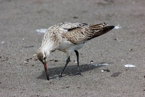 A bar-tailed godwit has spent the past week at the New Plymouth foreshore after it's epic flight from Alaska. It's here alone and isn't the usual place for it to be. Photo / Suzi Hurley