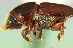 The scolytid beetle carries disease spores from tree to tree. Photo / Supplied