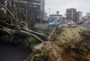 A roadside tree fallen by strong winds lies in Urasoe city as Typhoon Jelawat hit the southern Japanese prefecture of Okinawa. Photo / AP