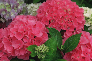 Hydrangea cuttings should be taken in November. Photo / NZ Herald
