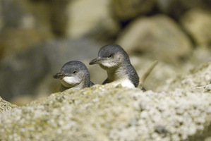 Little Blue Penguins. Photo / File
