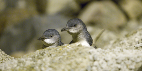 Little Blue Penguins. Photo / File