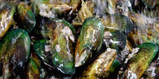North Island Mussel Processors has been bought by Sanford and Sealord Group. Photo: Claire Fraser