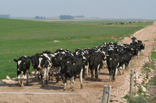 Cows at one of NZ Farming Systems Uruguay properties in South America. Photo / Supplied