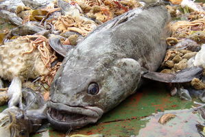 Large Antarctic toothfish are becoming increasingly rare in the Ross Sea. Photo / RossSea