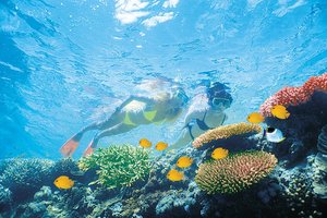 A new study has shown that Great Barrier Reef's coral coverage has dropped by 50.7 per cent. Photo / Supplied