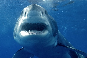 In some parts of the ocean the great white shark is vulnerable to extinction. Photo / AP