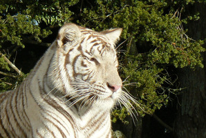 Bengal tiger Abu attacked another man a month before it fatally mauled Dalu MnCube. Photo / supplied