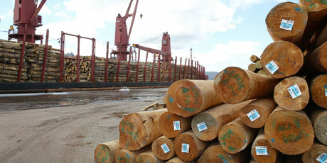 Is investing in illiquid assets like forestry the best idea for sovereign wealth funds? Photo / Northern Advocate