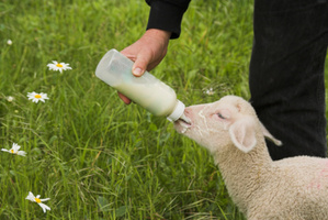 Photo / Thinkstock