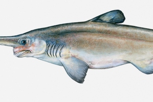 The liver of the goblin shark makes up a quarter of its body weight. Image / Thinkstock