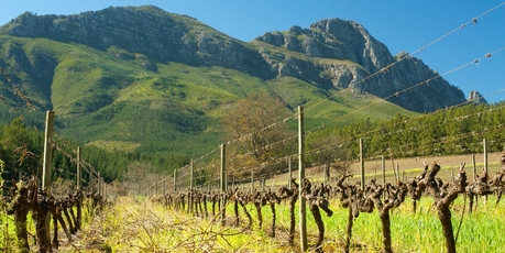 The uniquely soft light around the Cape allows fruit plantations and vineyards to flourish. Photo / Thinkstock