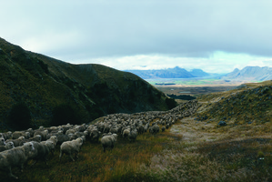 Foreign television shows are to be steered away from filming sheep. Photo / Mark Mitchell