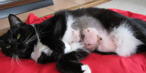 Molly the cat after it was savaged by a dog. Photo / Joel Ford