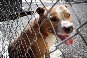 Jimbo is alleged to have killed a pet rabbit, then mauled another dog. The claims are in dispute. Photo / Christine Cornege