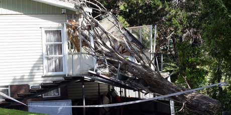Cuddles the cat escaped by a whisker yesterday when a tree destroyed the conservatory and deck of a Beach Haven home. Photo / Doug Sherring