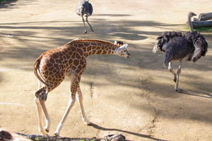 On some days Auckland Zoo has more animals than visitors. Photo / Paul Estcourt
