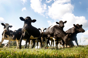 Twenty-five of the 135 dairy cow herd on the property were put down due to the serious pain and distress they were in. Photo / Christine Cornege