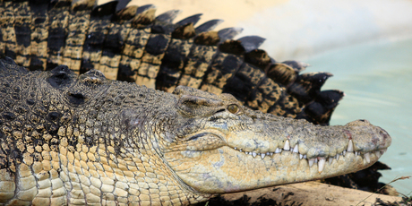 Even if their eyes invite you to go closer, don't, crocodile-patting is not advised. Photo / Martin Sykes