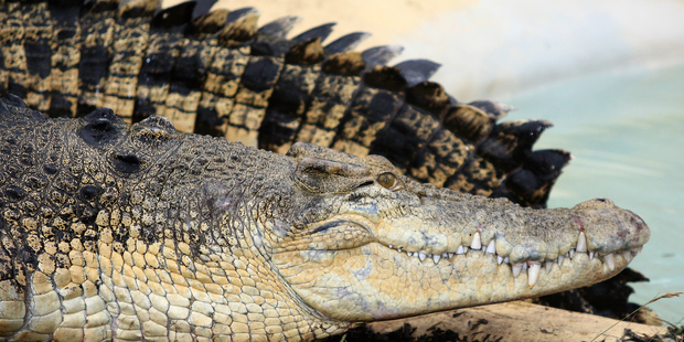 Even if their eyes invite you to go closer, don't, crocodile-patting is not advised. Photo / Martin Sykes