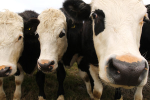 The Reporoa Lions Club is raising money for its Cancer Lodge in Hamilton by donating the proceeds of a cow cull. Photo / NZ Herald
