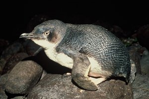 Little Blue Penguin. Photo / NZ Herald