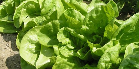 You might go through several varieties of lettuce before you find one that suits your growing conditions. Photo / Supplied