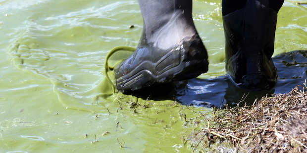 Toxic algae bloom concentrated around the southern margins of Lake Tutira, on state highway 2 between Napier and Wairoa. Photo / Paul Taylor
