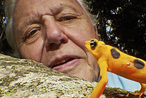 'The voice of Earth itself', Sir David Attenborough in nature. Photo / Supplied