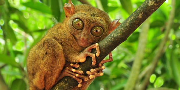 A tarsier is a little fluffball with the tail of a rat, swivelling head of an owl and eyes so freakishly large, they belong in a cartoon. Photo / Thinkstock
