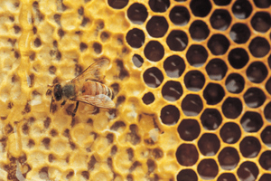 Honeys can vary in their composition depending on the flowers or plants bees visit. Photo / Thinkstock