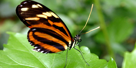 A Heliconius hecale butterfly. Photo / Thinkstock