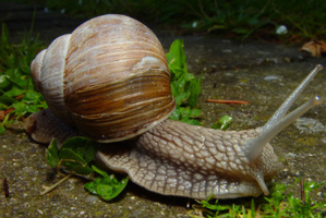 Would you use snail slime on your face?Photo / Thinkstock