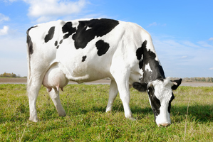 Milk is the superfood of superfoods - and if you drink it straight from the cow, you can taste the sun and smell the grass, too. Photo / Thinkstock