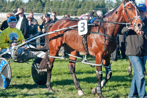 Auckland Reactor could concentrate on the NZ Free-For-All in which he may clash with Sir Lincoln. Picture / NZPA