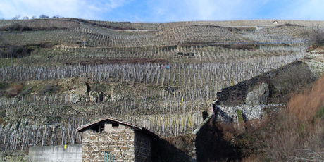 Terraces of vineyards in the French wine region of Cote Rotie in the northern Rhone Valley. Photo / Wikimedia Commons image posted by user Karen