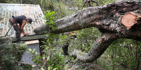 Tree worker Patrick Schollum cuts up the wattle that came down in Birkenhead yesterday. Photo / Natalie Slade