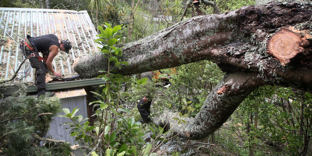 Tree worker Patrick Schollum cuts up the wattle that came down in Birkenhead yesterday. Photo / Natalie Slade
