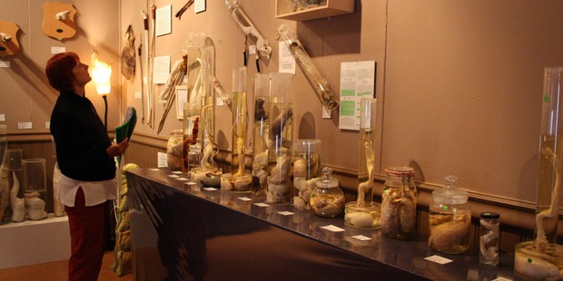 The museum exhibits phalluses from as many different creatures as there are synonyms for a penis. The collection was opened in 1997 by a 71-year-old serious phallologist. Photo / Supplied