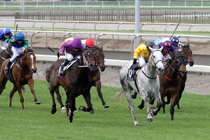 No Excuse Maggie (grey) regained the winning list with a strong finish at Hawera. Photo / Supplied