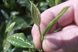 Camellia sinensis thrives in tropical or subtropical alpine conditions which makes some parts of Asia ideal. Photo / NZ Herald