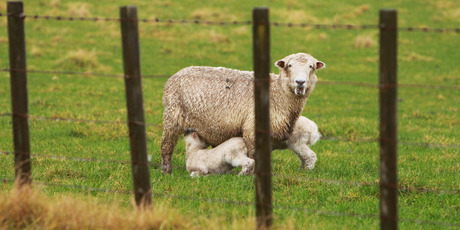 Many farmers are worried this spring about the high kiwi dollar and lower commodity prices. Photo / Hawke's Bay Today