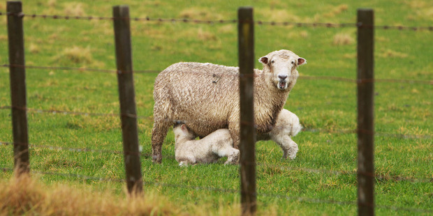 Many farmers are worried this spring about the high kiwi dollar and lower commodity prices. Photo / Hawke's Bay Today
