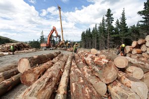 Calls from the forestry sector to limit the use of cheap imported carbon have been rejected. Photo / APN