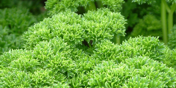 Be wary of over or underwatering your parsley and using too much fertiliser. Photo / Supplied