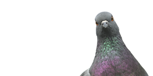 In 1907, instead of aerial drones, a German photographer used pigeons to capture aerial images. Photo / Thinkstock