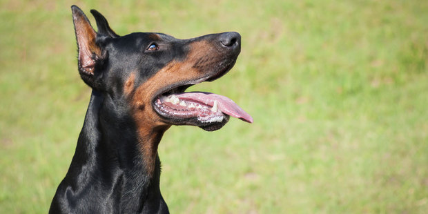 A Dunedin-based bioscience company is testing its oral health probiotic on dogs. Photo / Thinkstock